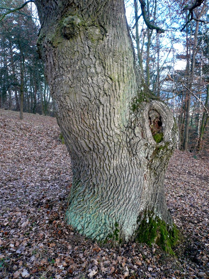 Marktbergeiche bei Aschach