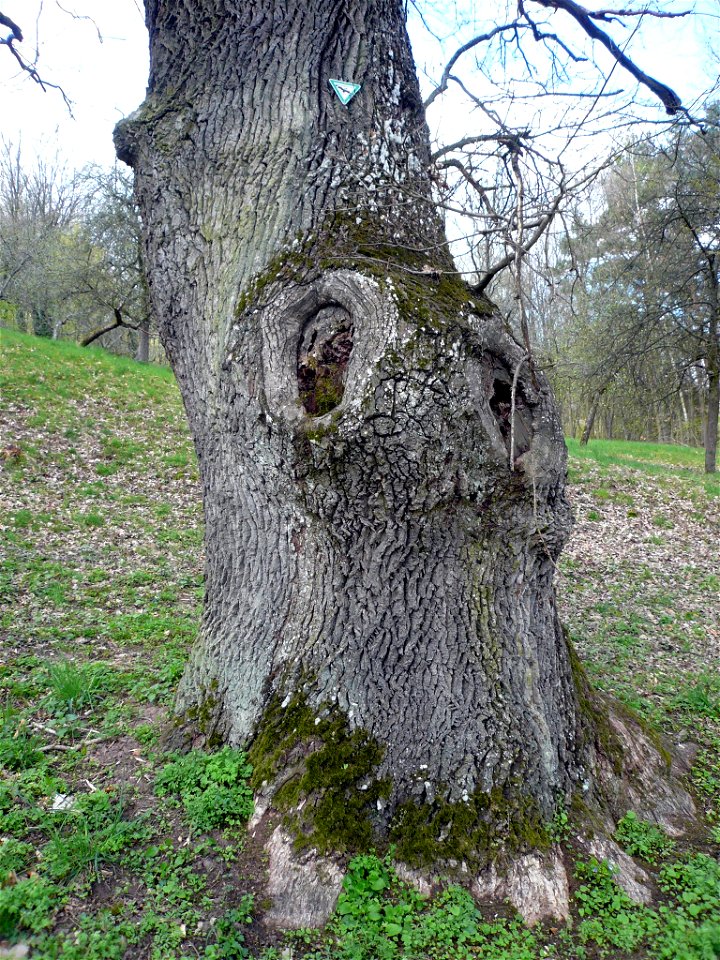 Marktbergeiche bei Aschach