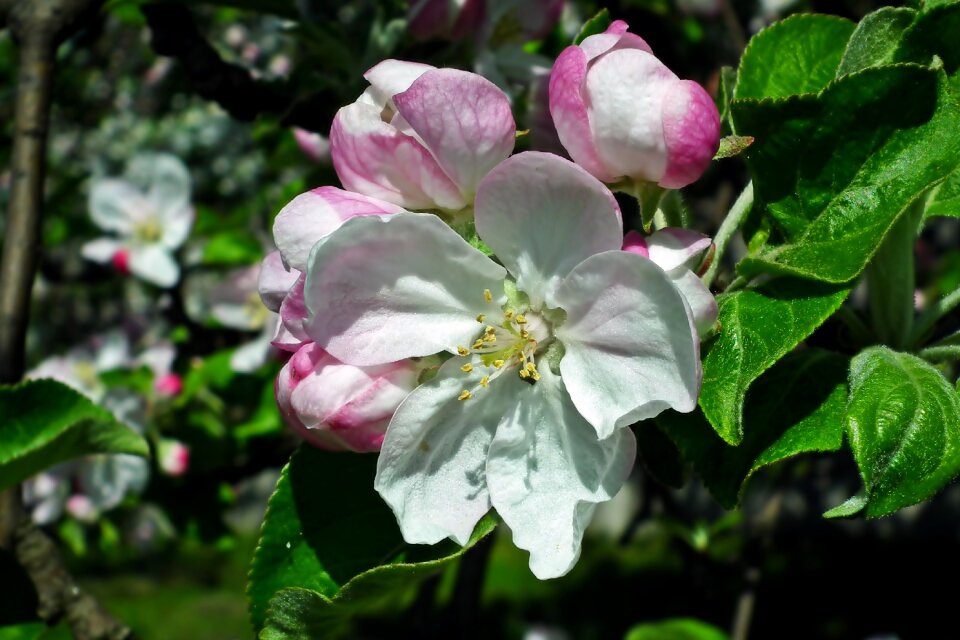 Branch spring white