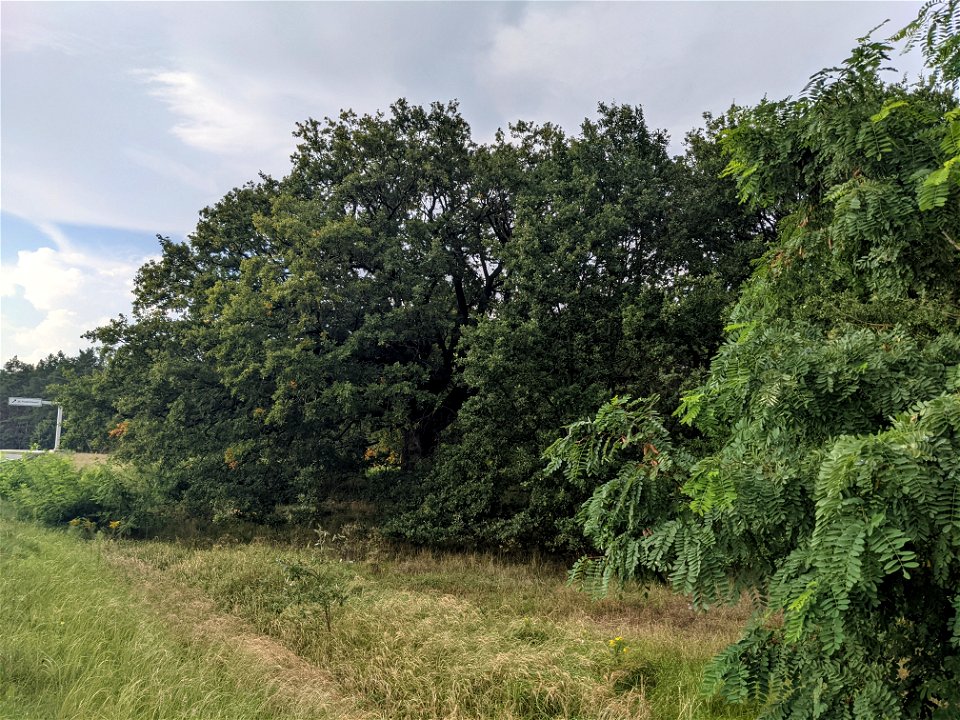 Stiel-Eiche bei Potsdam-Marquardt, Naturdenkmal Nummer 2, aus östlicher Richtung fotografiert.