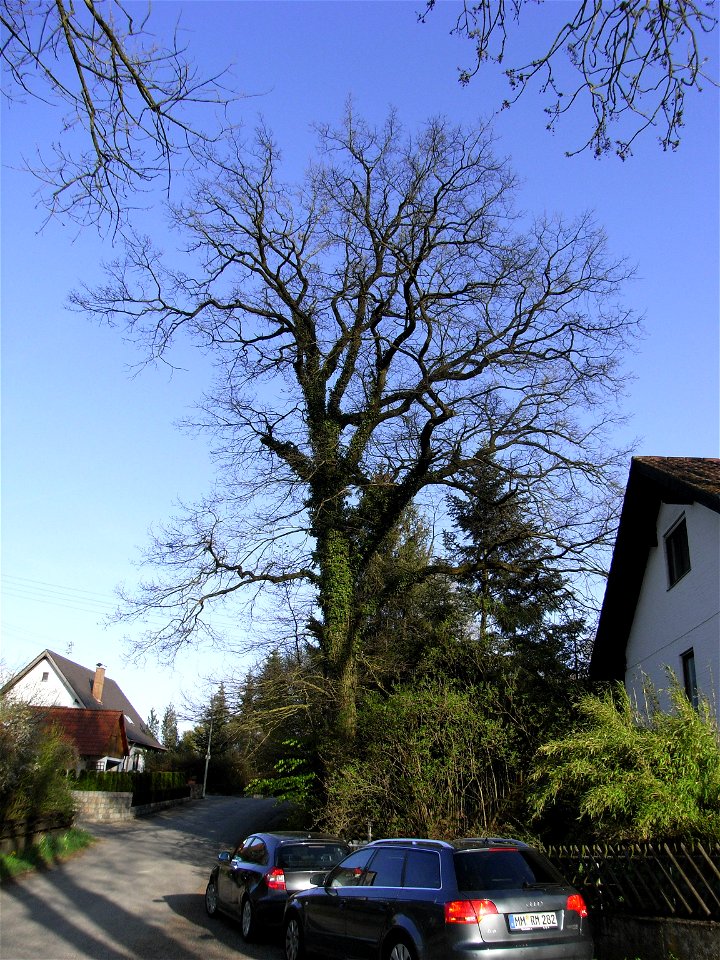 Eine Eiche (Naturdenkmal) in Hart (Memmingen)
