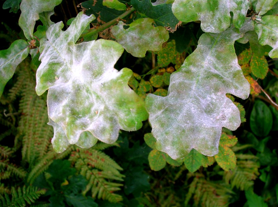 Oak Mildew on Q. robur caused by Microsphaera alphitoides. Chapeltoun, North Ayrshire, Scotland