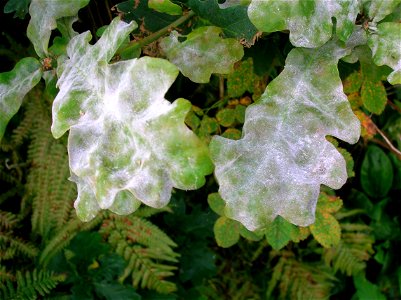 Oak Mildew on Q. robur caused by Microsphaera alphitoides. Chapeltoun, North Ayrshire, Scotland