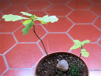 Sprouted oak tassels hoping to make a bonsai.