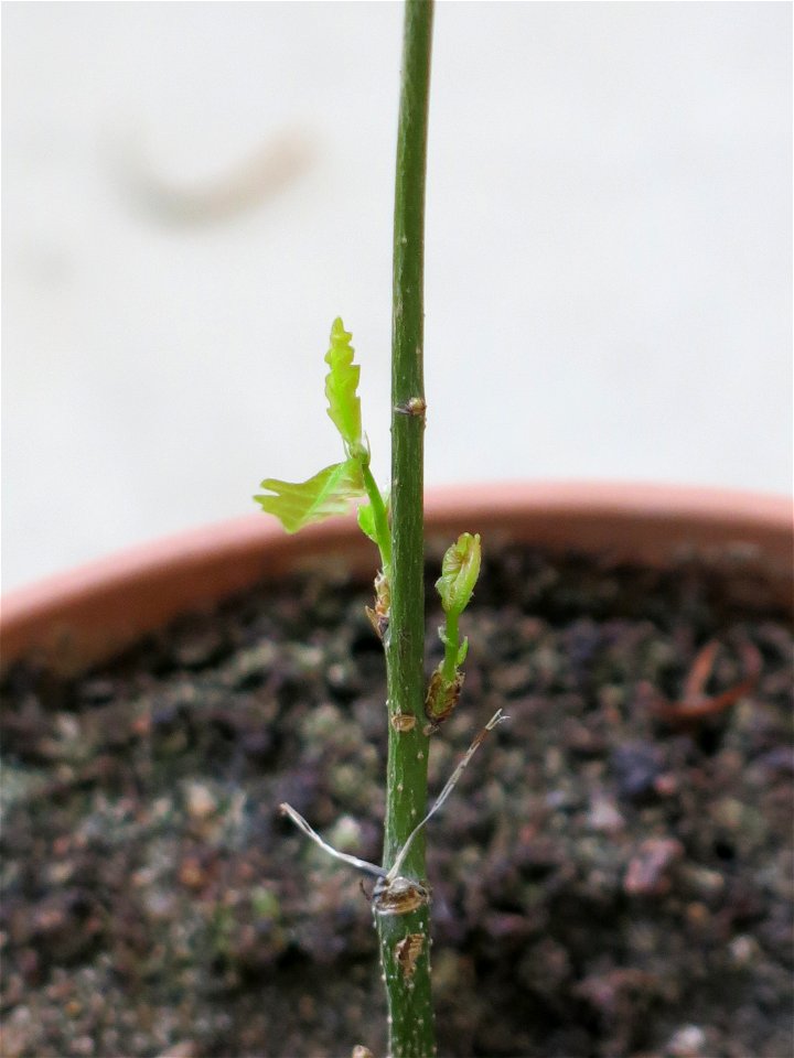Sprouted oak tassels hoping to make a bonsai.