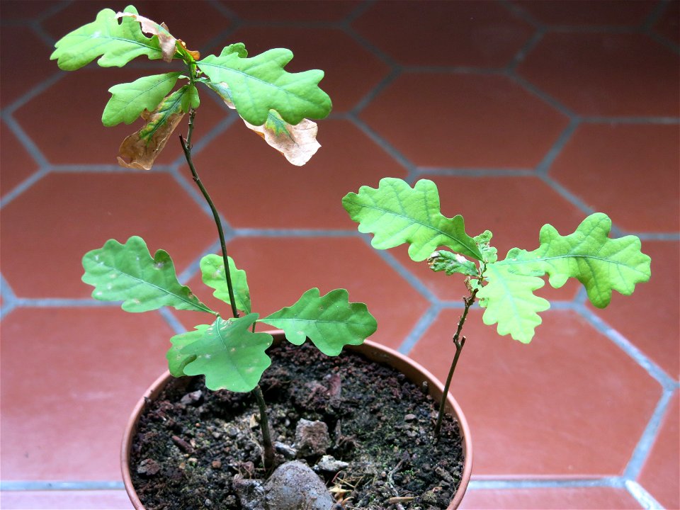 Sprouted oak tassels hoping to make a bonsai.