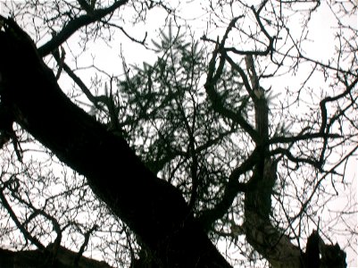 Pine tree epiphytic in an oak at Cadzow, Lanarkshire, Scotland