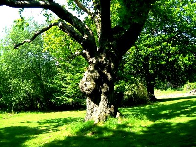 Image title: Oak tree quercus robur Image from Public domain images website, http://www.public-domain-image.com/full-image/flora-plants-public-domain-images-pictures/trees-public-domain-images-picture photo
