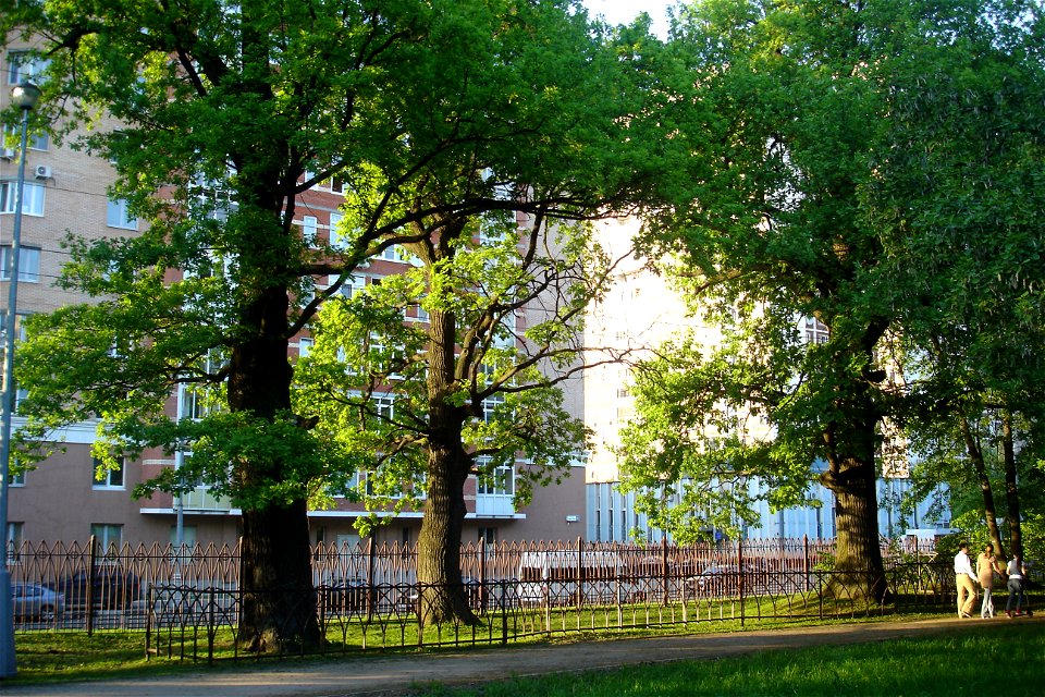 Vorontsovo manor Park. Quercus × rosacea (Quercus robur). These oaks are more than 200 years old.