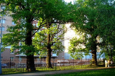 Vorontsovo manor Park. Quercus × rosacea (Quercus robur). These oaks are more than 200 years old.