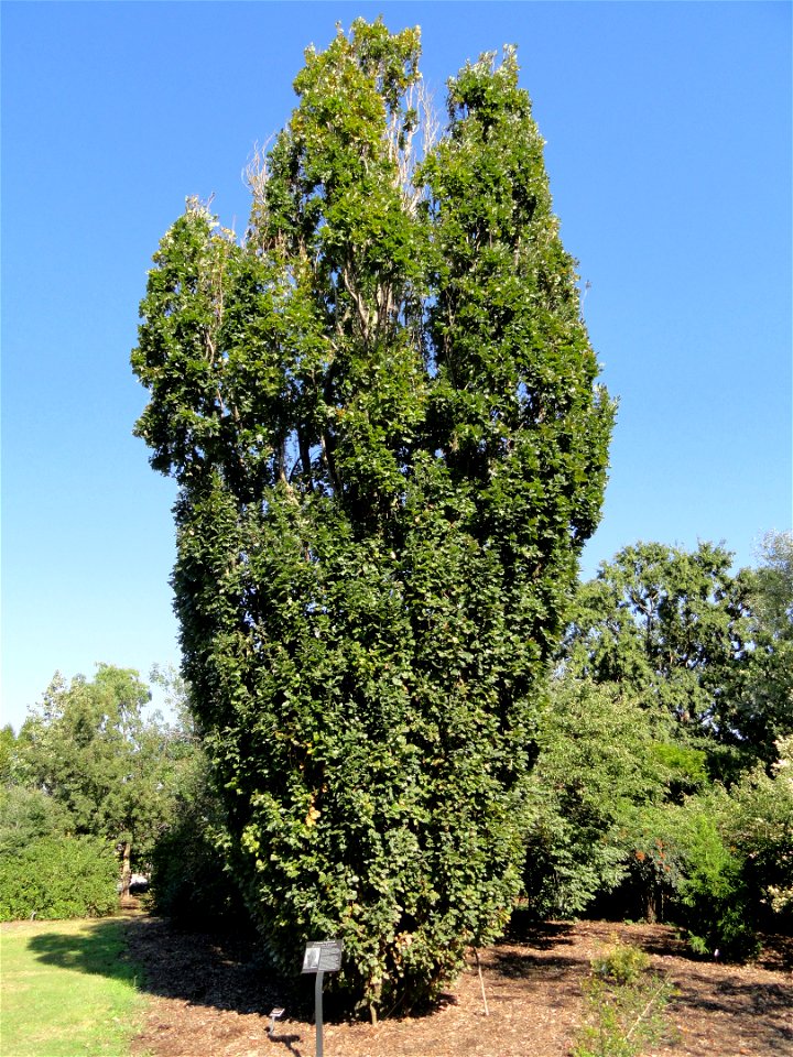 Quercus robur 'Fastigiata' specimen in the J. C. Raulston Arboretum (North Carolina State University), 4415 Beryl Road, Raleigh, North Carolina, USA.
