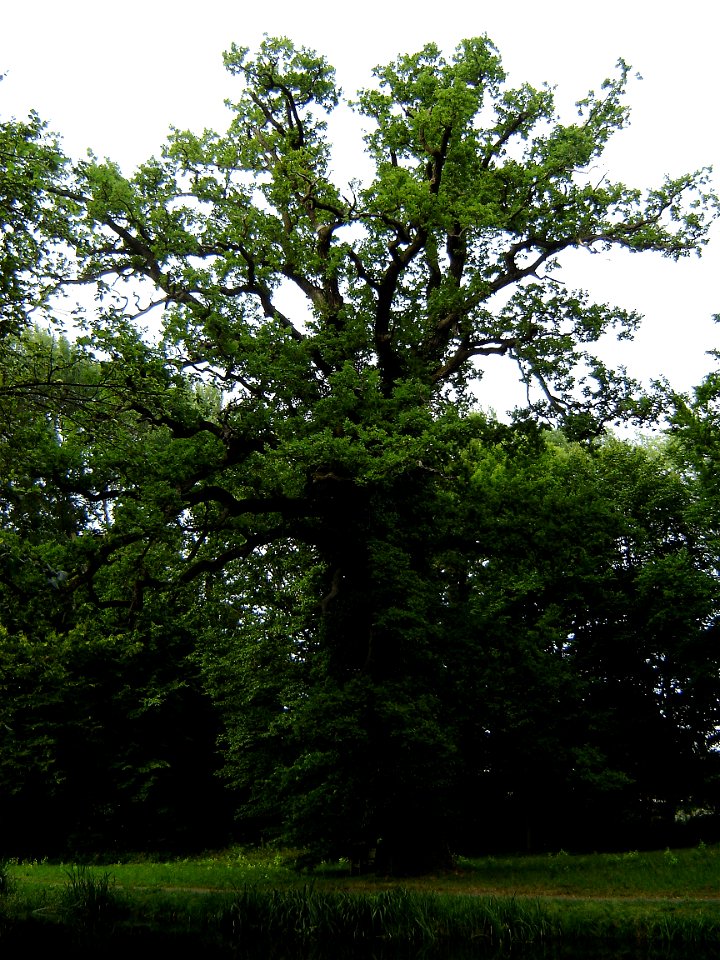 Mächtige Stieleiche im Park des Schlosses Steinhöfel.