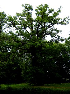 Mächtige Stieleiche im Park des Schlosses Steinhöfel.
