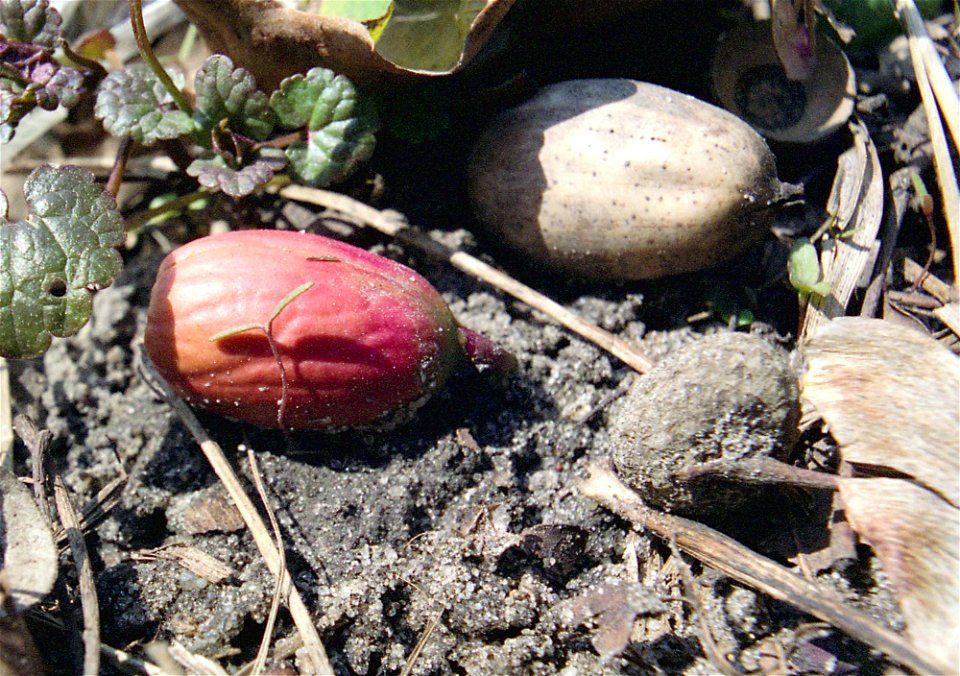 quercus robur acorn