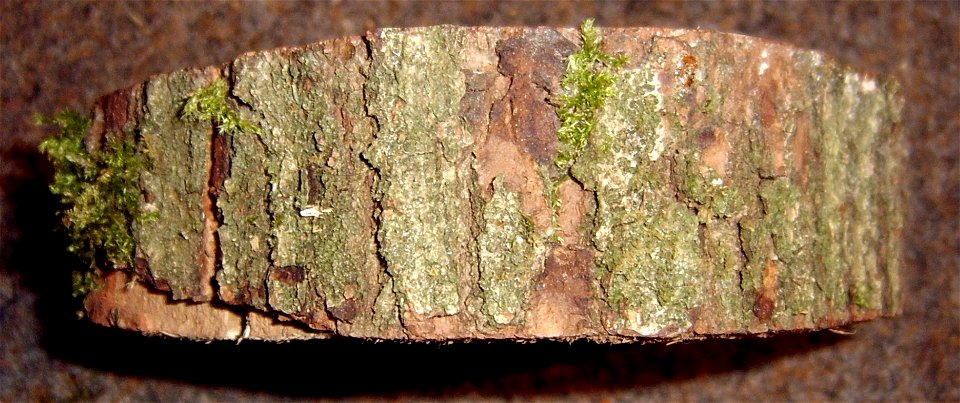 Foto taken by Lumbar 16:39, 6 November 2005 (UTC) in Osnabrück