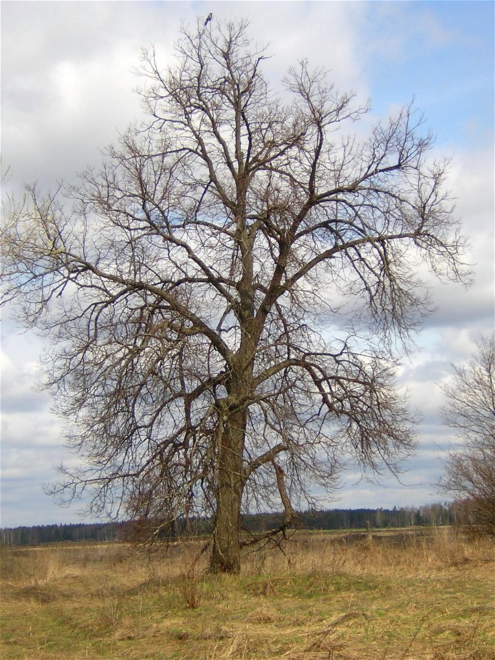 Quercus robur, crown. Russia, Ivanovo region. Дуб черешчатый, крона весной. Россия, Ивановская обл.
