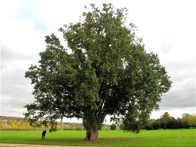 Pyramidalis oak (Quercus robur fastigiata) in the park of the castle of Rentilly (Seine-et-Marne, France). Identified by its label.