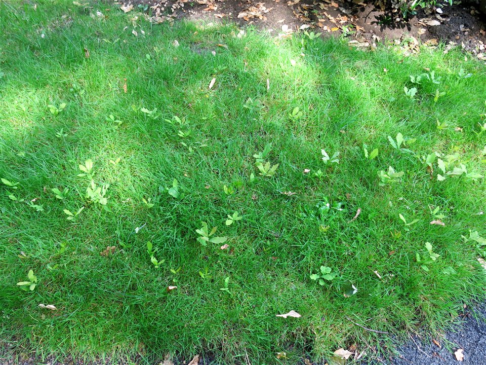 Young seedlings of oaks in the parc de l'Aulnaye in Vaires-sur-Marne (Seine-et-Marne, France).