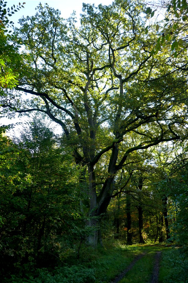 Naturdenkmal „Stieleiche westlich des Hofes Brakeman“ in Sennestadt (Nr. 2.3-58, LP Bielefeld-Senne)