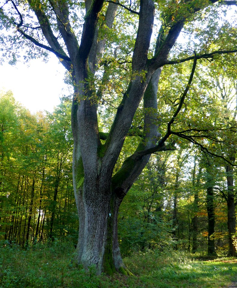 Naturdenkmal „Stieleiche westlich des Hofes Brakeman“ in Sennestadt (Nr. 2.3-58, LP Bielefeld-Senne)