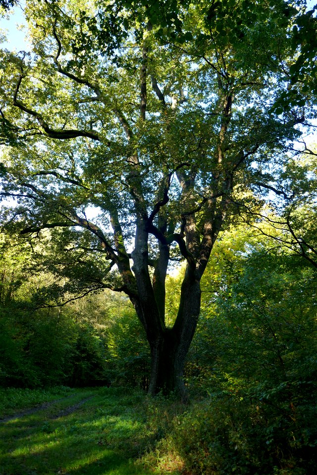 Naturdenkmal „Stieleiche westlich des Hofes Brakeman“ in Sennestadt (Nr. 2.3-58, LP Bielefeld-Senne)