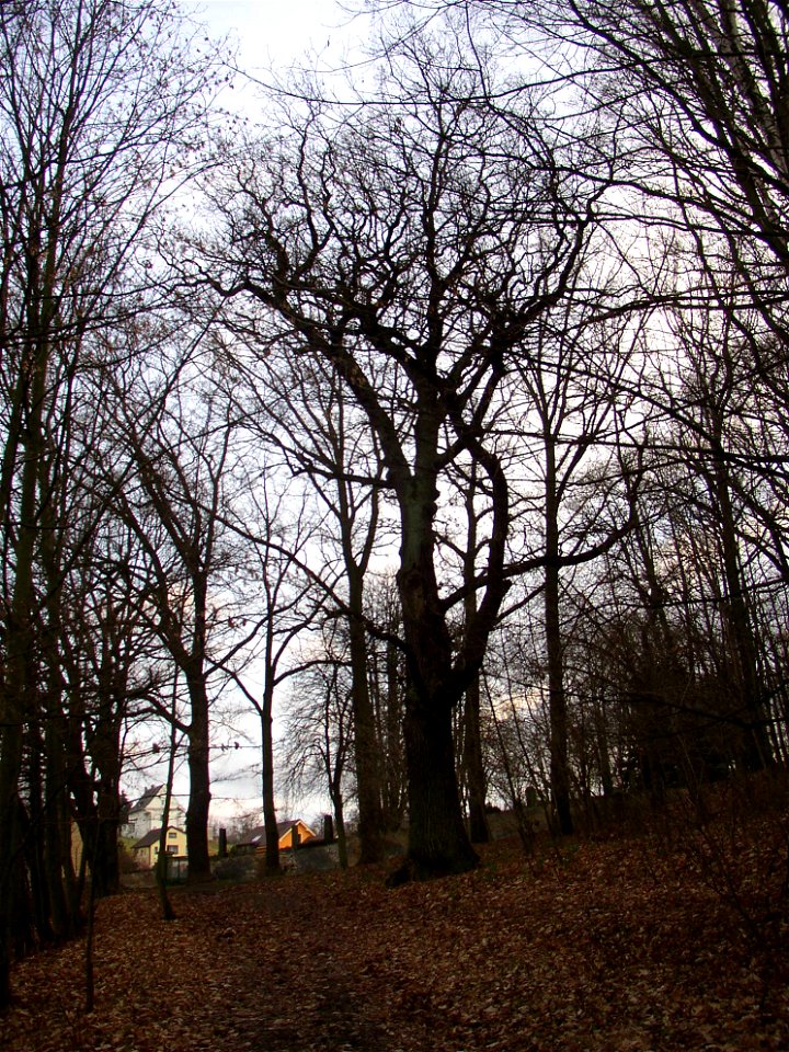 Protected example of Pedunculate Oak (Quercus robur) in Kladno-Vrapice, Kladno District, Czech Republic.