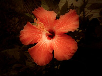 Flower petals nature