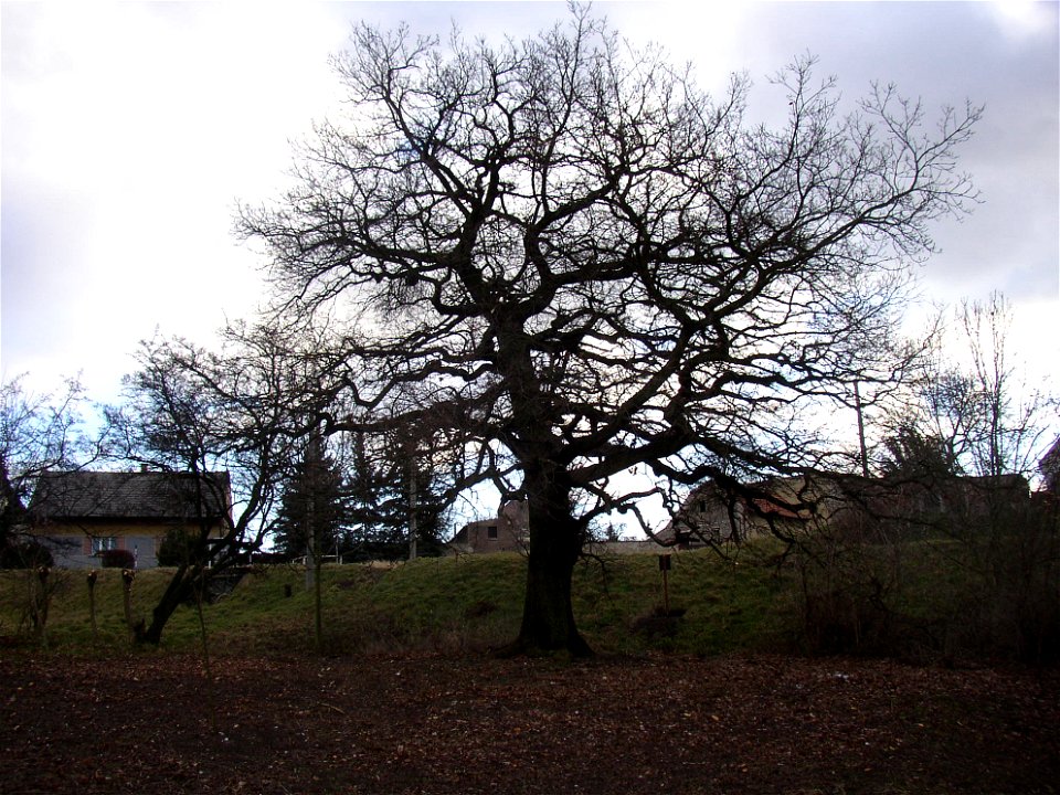 Protected example of Pedunculate Oak (Quercus robur) in Želenice, Kladno District, Czech Republic.