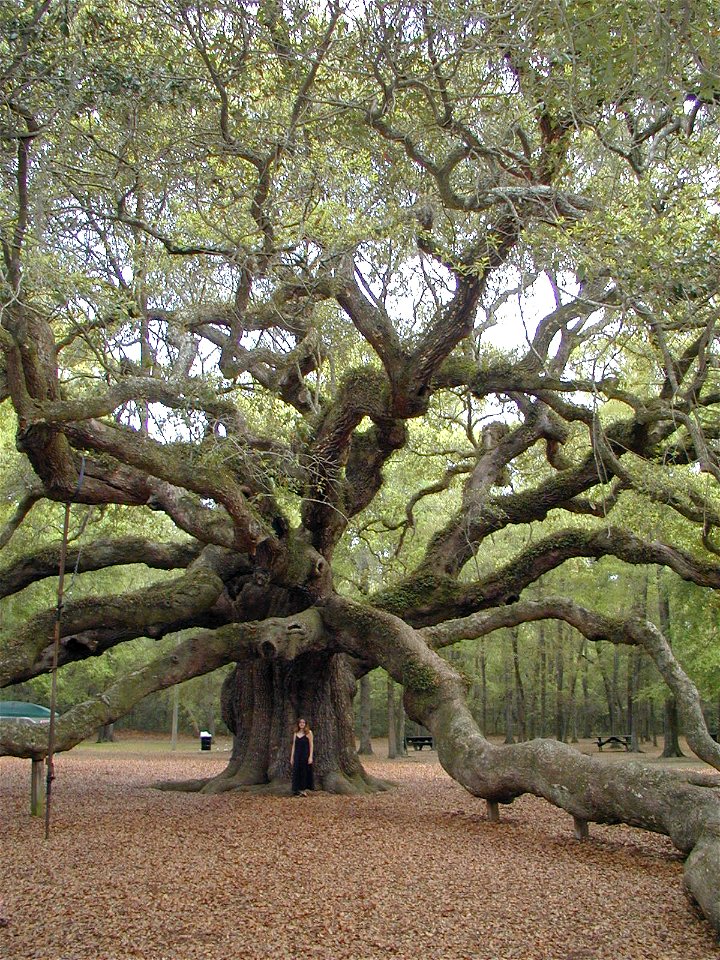 Photo of Angel Oak, located in  Johns Island, South Carolina.  Photo taken by J. Allen Brack in April of 2005.  Photo subject, Anissa Housley.