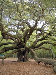 Photo of Angel Oak, located in Johns Island, South Carolina. Photo taken by J. Allen Brack in April of 2005. Photo subject, Anissa Housley. photo