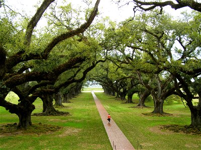 Oak Alley Plantation, Vacherie, Louisiana, USA, Quercus virginiana trees photo