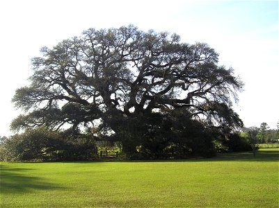 The Constitution Oak, a live oak tree in Geneva, Alabama believed to be one of the oldest and largest trees in the state.