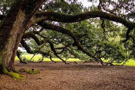 Virginia live oak with resurrection ferns photo