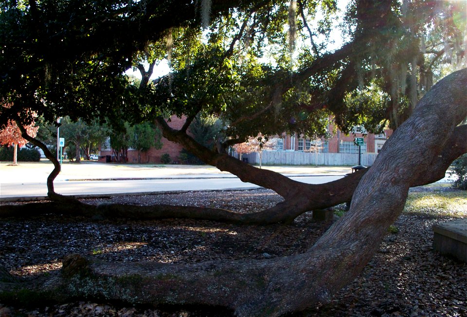 Friendship Circle on the campus of Southeastern Louisiana University is dominated by Friendship Oak. This tree is hundreds of years old. Like other mature spreading oaks, Friendship Oak at Southeaster