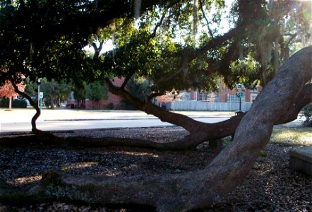 Friendship Circle on the campus of Southeastern Louisiana University is dominated by Friendship Oak. This tree is hundreds of years old. Like other mature spreading oaks, Friendship Oak at Southeaster