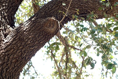 Quercus virginiana var. fusiformis, age 30 years. photo