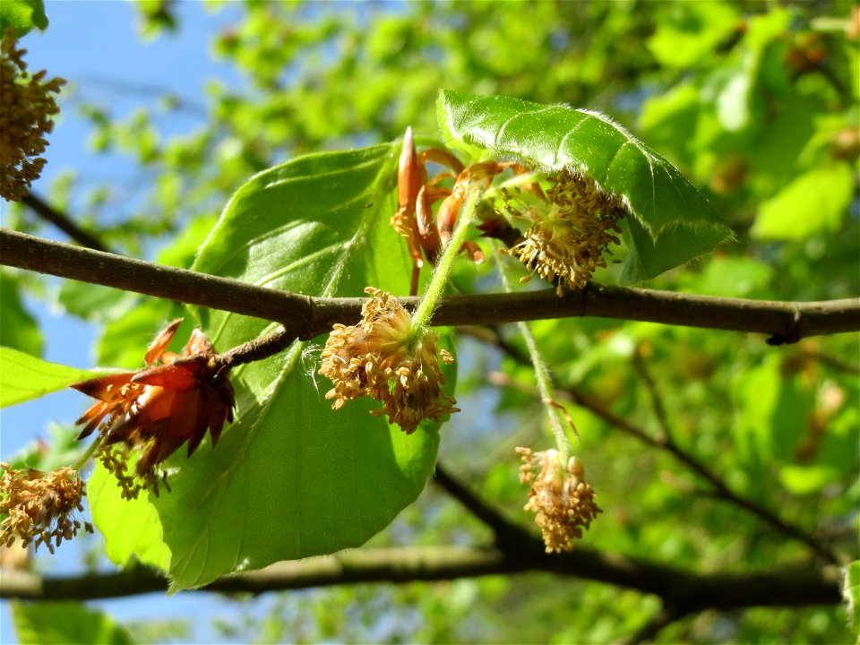 Buche (Fagus sylvatica) im Schwetzinger Hardt