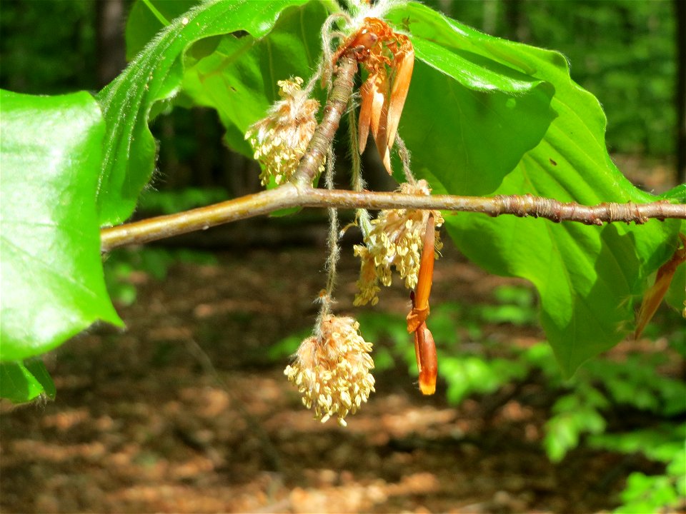Buche (Fagus sylvatica) im Schwetzinger Hardt