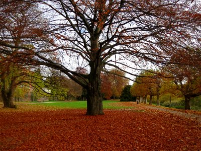 Blutbuche (Fagus sylvatica 'Purpurea') am Staden in Saarbrücken photo