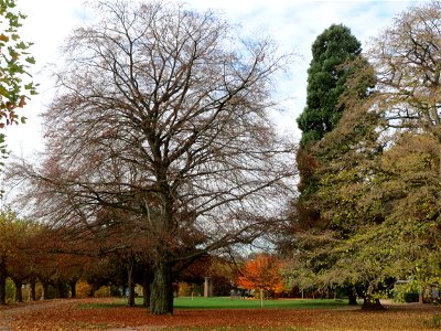 Blutbuche (Fagus sylvatica 'Purpurea') am Staden in Saarbrücken photo