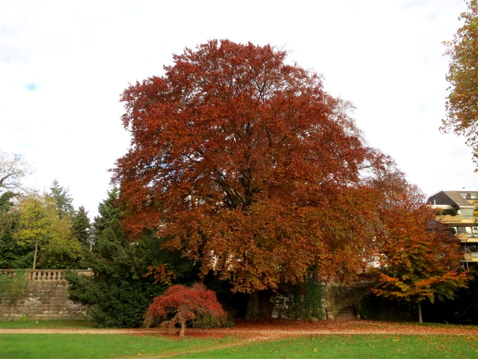 Blutbuche (Fagus sylvatica 'Purpurea') am Staden in Saarbrücken