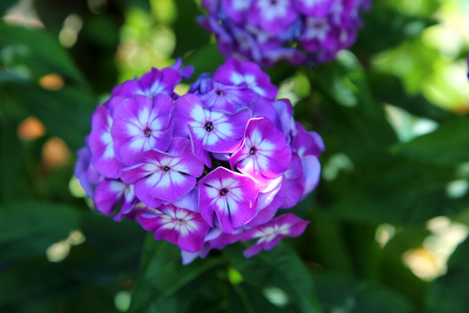 Purple flower summer flowers botany photo