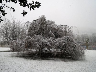 Hänge-Buche (Fagus sylvatica 'Pendula' ) am Staden in Saarbrücken (Schneefall am 7. März 2016)
