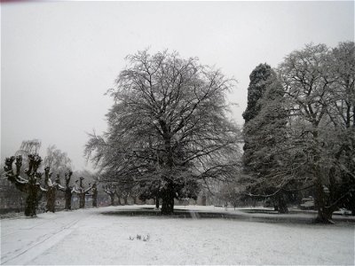 Blutbuche (Fagus sylvatica 'Purpurea') am Staden in Saarbrücken (Schneefall am 7. März 2016)