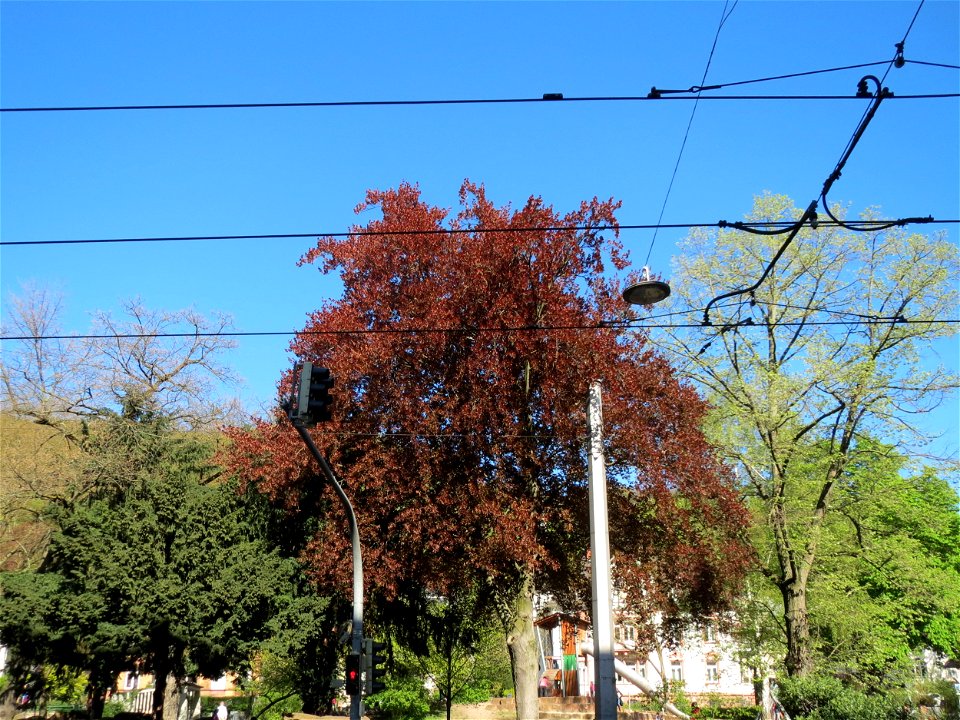 Blutbuche (Fagus sylvatica 'Purpurea') in Heidelberg