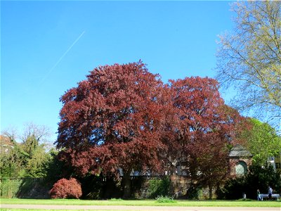 Blutbuchen (Fagus sylvatica 'Purpurea') am Staden in Saarbrücken