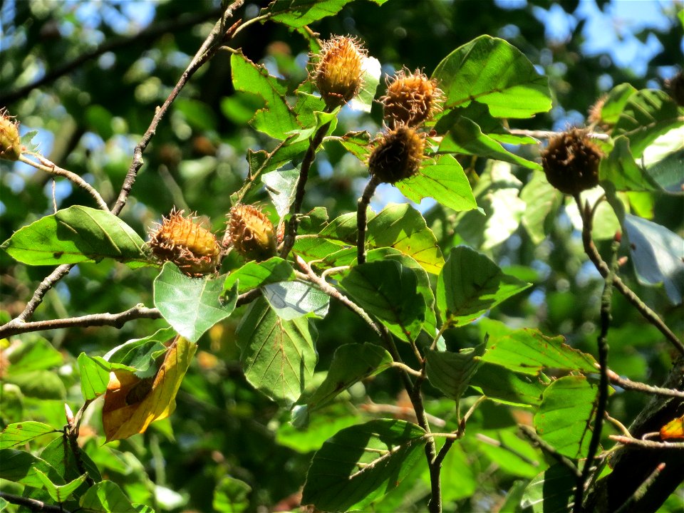 Rotbuche (Fagus sylvatica) im Schwetzinger Hardt