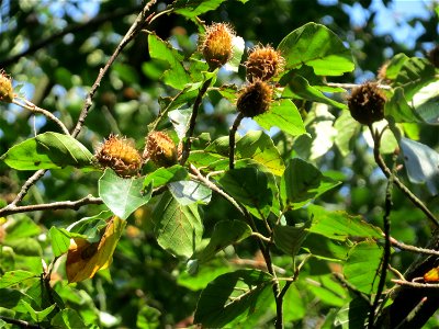 Rotbuche (Fagus sylvatica) im Schwetzinger Hardt