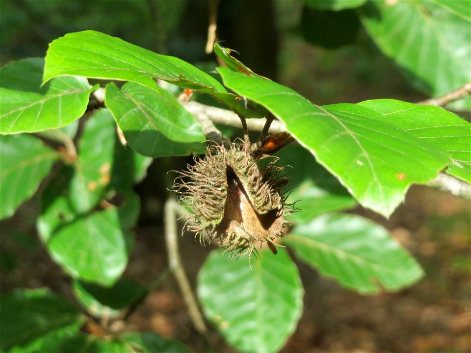 Rotbuche (Fagus sylvatica) im Schwetzinger Hardt