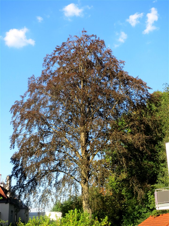 Blutbuche (Fagus sylvatica 'Purpurea') im Rodenhoferdell in Alt-Saarbrücken